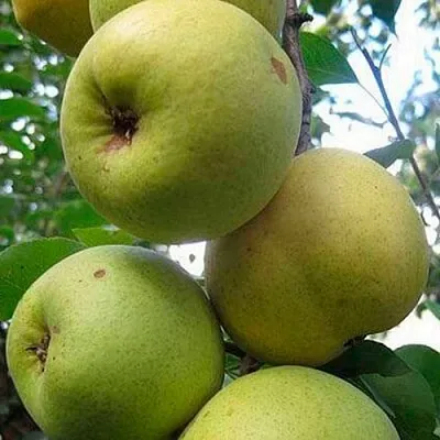 Груша РОГНЕДА  Груша РОГНЕДА в Новокузнецке