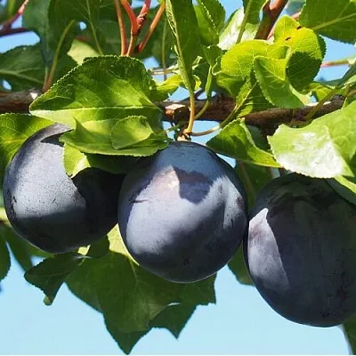 Слива ВОЛАТ в Новокузнецке