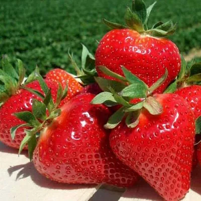 Клубника ДЖОЛИ  Клубника ДЖОЛИ в Новокузнецке