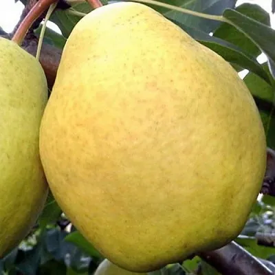 Груша ОСЕННИЙ ВЕЛИКАН  Груша ОСЕННИЙ ВЕЛИКАН в Новокузнецке