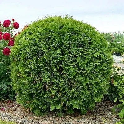 Туя ВУДВАРДИ западная в Новокузнецке