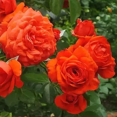 Саженцы роз МАЙНТАУЭР плетистая  Саженцы роз МАЙНТАУЭР плетистая в Новокузнецке