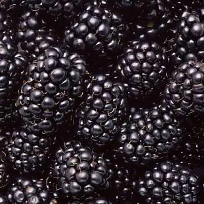 Ежевика ОРКАН бесшипная  Ежевика ОРКАН бесшипная в Новокузнецке