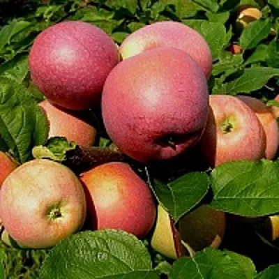 Яблоня СЛАВА ПОБЕДИТЕЛЯМ в Новокузнецке