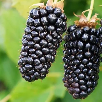 Ежевика КОЛАМБИЯ ГИГАНТ бесшипная  Ежевика КОЛАМБИЯ ГИГАНТ бесшипная в Новокузнецке