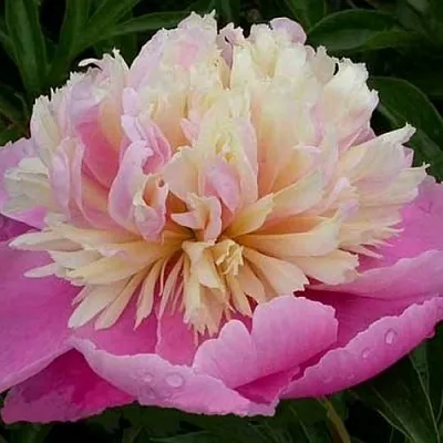 Пион ВЕСЕННЯЯ ПАЛИТРА травянистый  Пион ВЕСЕННЯЯ ПАЛИТРА травянистый в Новокузнецке