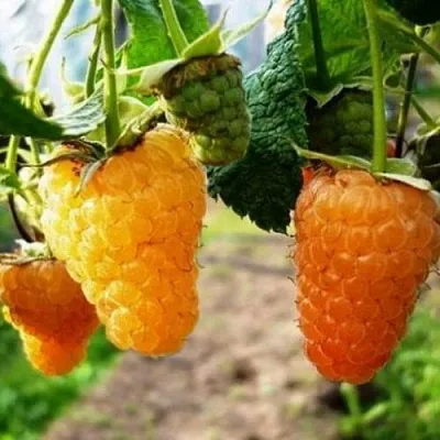 Малина ОРАНЖЕВОЕ ЧУДО  Малина ОРАНЖЕВОЕ ЧУДО в Новокузнецке