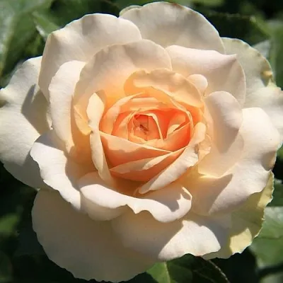 Саженцы роз САН СУСИ флорибунда  Саженцы роз САН СУСИ флорибунда в Новокузнецке