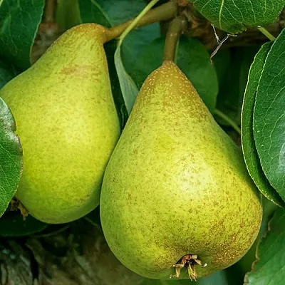 Груша Г-6 колонновидная  Груша Г-6 колонновидная в Новокузнецке