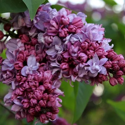 Сирень П.П.КОНЧАЛОВСКИЙ  Сирень П.П.КОНЧАЛОВСКИЙ в Новокузнецке