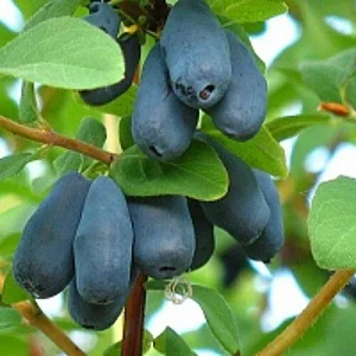 Жимолость съедобная ЮГАНА  Жимолость съедобная ЮГАНА в Новокузнецке