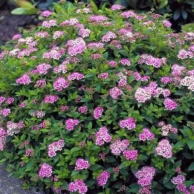 Спирея ЛИТЛ ПРИНЦЕСС японская  Спирея ЛИТЛ ПРИНЦЕСС японская в Новокузнецке