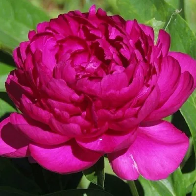 Пион БАРХАТ НОЧИ травянистый  Пион БАРХАТ НОЧИ травянистый в Новокузнецке