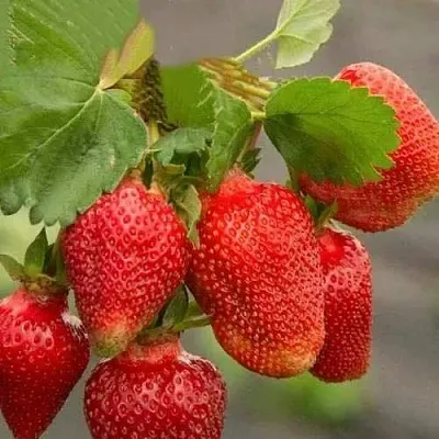 Клубника АЗИЯ  Клубника АЗИЯ в Новокузнецке