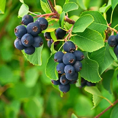 Ирга КОЛОСИСТАЯ в Новокузнецке