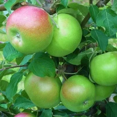 Яблоня НАВАВИТА в Новокузнецке