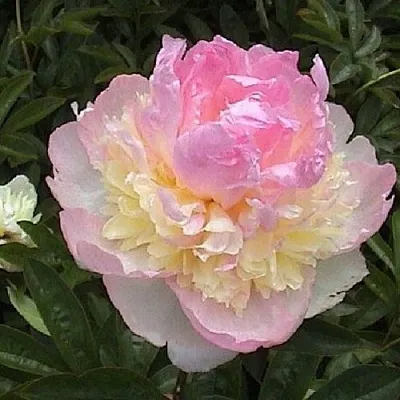 Пион РАСБЕРРИ САНДЕЙ травянистый  Пион РАСБЕРРИ САНДЕЙ травянистый в Новокузнецке