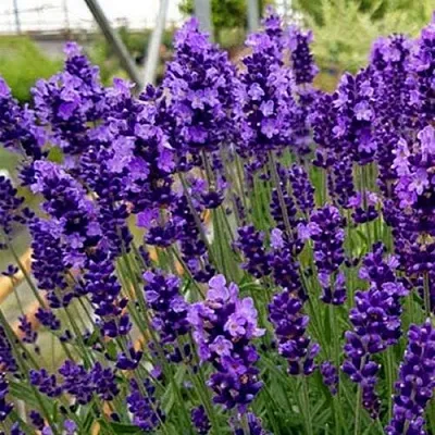 Лаванда ХИДКОТ БЛЮ узколистная в Новокузнецке