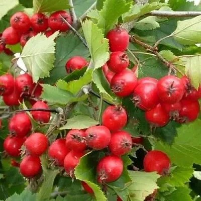 Боярышник СВАЯК  Боярышник СВАЯК в Новокузнецке