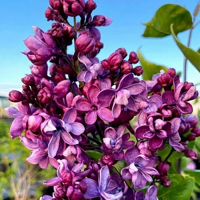 Сирень ВИОЛЕТТА  Сирень ВИОЛЕТТА в Новокузнецке