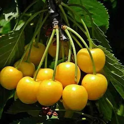 Черешня ЧЕРМАШНАЯ в Новокузнецке