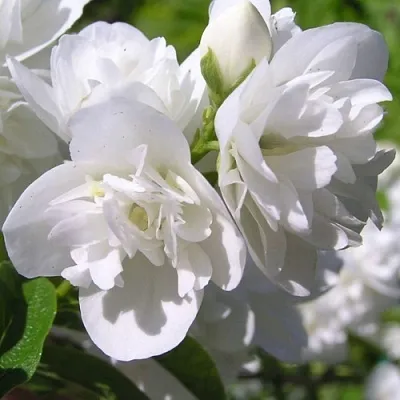 Жасмин ЖИРАНДОЛЬ  Жасмин ЖИРАНДОЛЬ в Новокузнецке