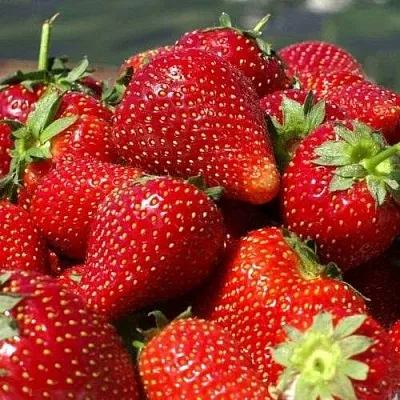 Клубника ПИРЧИНКЬЮ  Клубника ПИРЧИНКЬЮ в Новокузнецке