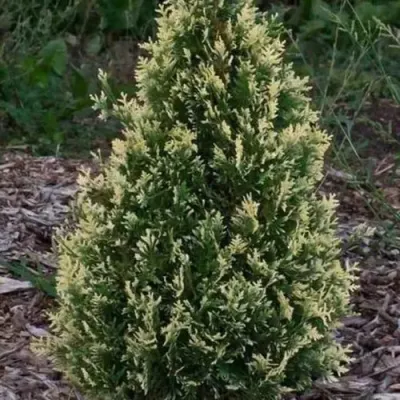 Туя БРАБАНТ ВАРИЕГАТТА западная — описание сорта Туя БРАБАНТ ВАРИЕГАТТА западная в Новокузнецке