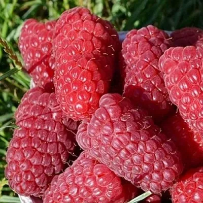 Малина САМОСВАЛ  Малина САМОСВАЛ в Новокузнецке