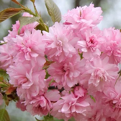 Сакура РОЗЕА ПЛЕНА  Сакура РОЗЕА ПЛЕНА в Новокузнецке