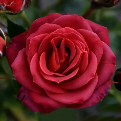 Саженцы роз ЧОКОЧИНО спрей  Саженцы роз ЧОКОЧИНО спрей в Новокузнецке