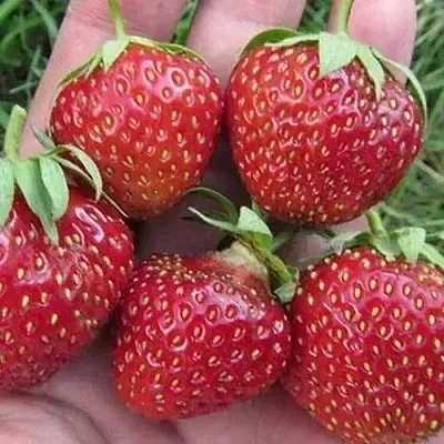 Клубника ВИМА ЗАНТА  Клубника ВИМА ЗАНТА в Новокузнецке