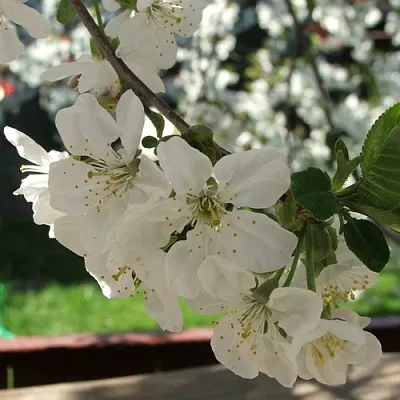 Вишня УМБРАКУЛИФЕРА  Вишня УМБРАКУЛИФЕРА в Новокузнецке