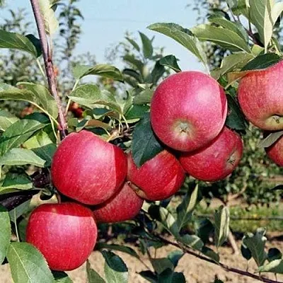 Яблоня АПОРТ в Новокузнецке