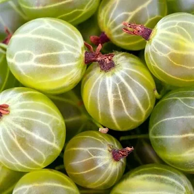 Крыжовник  в Новокузнецке