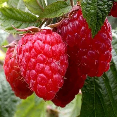 Малина КВЕЛЛИ  Малина КВЕЛЛИ в Новокузнецке