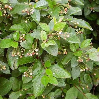 Кизильник блестящий — описание сорта Кизильник блестящий в Новокузнецке