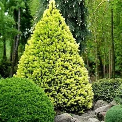 Ель РЕЙНБОУЗ ЭНД сизая  Ель РЕЙНБОУЗ ЭНД сизая в Новокузнецке