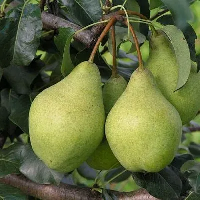 Груша ОРЛОВСКАЯ ЛЕТНЯЯ  Груша ОРЛОВСКАЯ ЛЕТНЯЯ в Новокузнецке