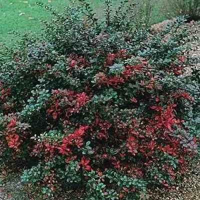 Барбарис РЕД ДЖЕВЕЛ средний   Барбарис РЕД ДЖЕВЕЛ средний  в Новокузнецке