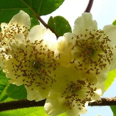 Актинидия АТЛАС (МУЖСКОЙ) в Новокузнецке