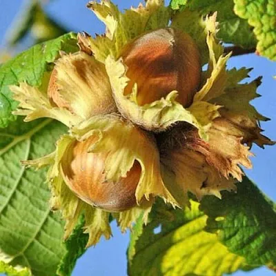 Фундук ТОНДА РОМАНА в Новокузнецке