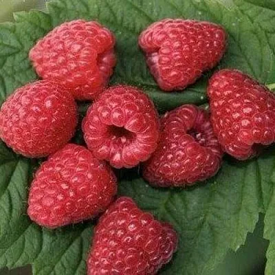 Малина ЗЮГАНА  Малина ЗЮГАНА в Новокузнецке