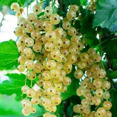 Смородина белая БАЯНА