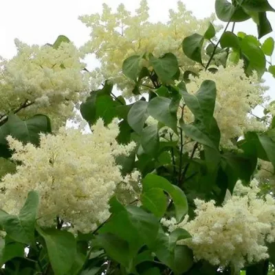 Сирень АМУРСКАЯ в Новокузнецке