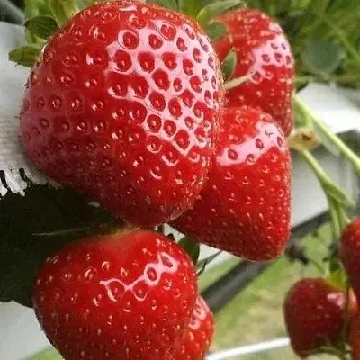 Клубника АРГЕНТЕРА  Клубника АРГЕНТЕРА в Новокузнецке