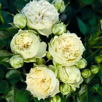 Саженцы роз БЛАНШЕТТ спрей  Саженцы роз БЛАНШЕТТ спрей в Новокузнецке