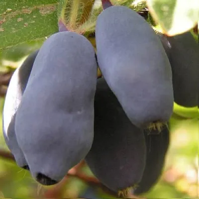 Жимолость съедобная КРУПНОПЛОДНАЯ  Жимолость съедобная КРУПНОПЛОДНАЯ в Новокузнецке