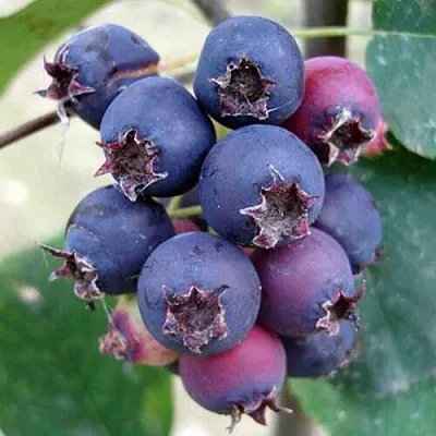 Ирга SLEYT  Ирга SLEYT в Новокузнецке