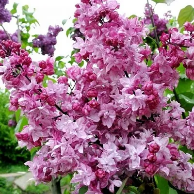 Сирень ОЛИМПИАДА КОЛЕСНИКОВА  Сирень ОЛИМПИАДА КОЛЕСНИКОВА в Новокузнецке